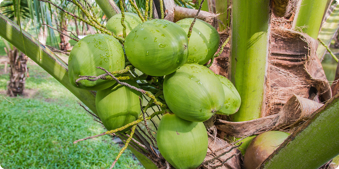 Người Bến Tre cần cù, chịu khó, vun trồng ra những trái dừa ngọt lành, tinh khiết nói riêng và những sản phẩm nông nghiệp nói riêng.