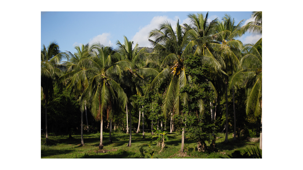 DIFFERENTIATING COCONUT VARIETIES IN VIETNAM BASED ON TREE HEIGHT, GENETIC SOURCE, AND APPLICATIONS