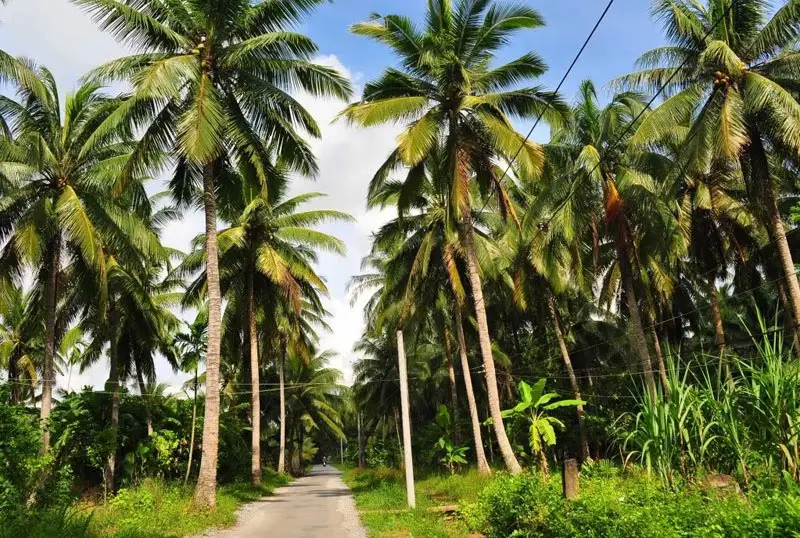 WHY IS BEN TRE HOME TO THE BEST-TASTING COCONUTS IN VIETNAM?