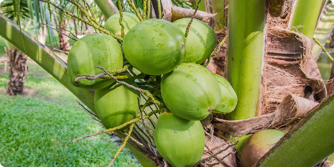 COMOON: GỬI GẮM TÂM HỒN VIỆT TRONG TỪNG GIỌT NƯỚC DỪA TINH KHIẾT