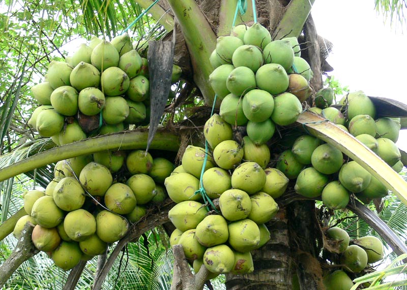 Young and Mature Coconut Clusters on a Natural Coconut Tree